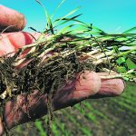 Ottawa and Regina announced $25 million through the five-year Sustainable Canadian Agricultural Partnership, and specifically the Strategic Research Program. It focuses on crop genetics, livestock development, food and bioproduct development and soils and environment. | File photo