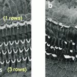 Three rows of outer hair cells and one row of inner hair cells line the cochlea of the human ear. The outer hair cells amplify our hearing, while the inner hair cells provide clarity of sound. When they’re damaged, there’s no medical treatment to restore them. | Photo supplied by Jason Schmiedge Photo