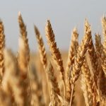 U.S. farmers are expected to plant 47.5 million acres of wheat this year. That is in line with where acres have been since 2017. But it is a far cry from the peak of 88.25 million acres achieved in 1981. There has been a continual decline in wheat since that heyday more than four decades ago. | File photo