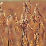 A high-protein variety of soybeans could affect the global marketplace for plant proteins and Canada’s strategy to become a major player in this sector. | File photo