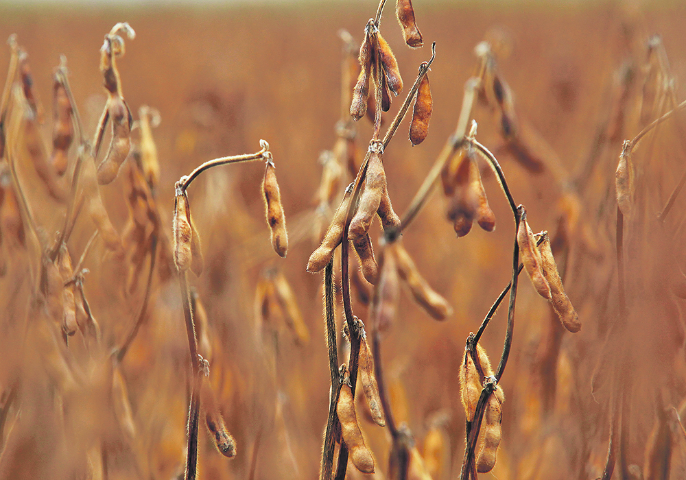 A high-protein variety of soybeans could affect the global marketplace for plant proteins and Canada’s strategy to become a major player in this sector.  |  File photo