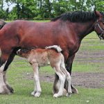 Medical conditions that can affect draft horses such as Clydesdales include exertional rhabdomyelitis and a disorder of the larynx. | File photo