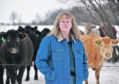Cheryl Waldner, a professor and researcher with the University of Saskatchewan, calls bovine respiratory disease one of the most important causes of sickness and death loss in beef cattle.  |  Amanda Waldner photo