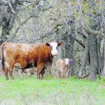 A report that found more than 40 per cent of some herds to be open last year points the finger at cumulative years of drought. Feed and water were in short supply or of poor quality, and poor protein and feed energy availability likely caused “low to no cycling over the summer.” | Alexis Stockford photo