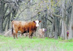A report that found more than 40 per cent of some herds to be open last year points the finger at cumulative years of drought. Feed and water were in short supply or of poor quality, and poor protein and feed energy availability likely caused “low to no cycling over the summer.”  |  Alexis Stockford photo