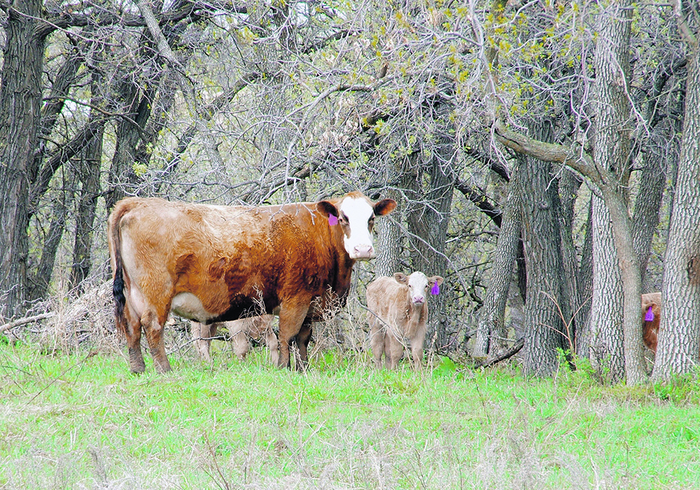 A report that found more than 40 per cent of some herds to be open last year points the finger at cumulative years of drought. Feed and water were in short supply or of poor quality, and poor protein and feed energy availability likely caused “low to no cycling over the summer.”  |  Alexis Stockford photo