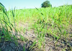 A drought-stunted wheat crop struggles through the July heat in 2021.  |  Alexis Stockford photo
