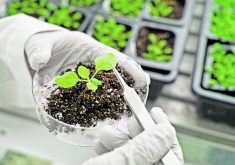 Adding biologicals to the soil doesn't always work in the field, so a better approach could be altering the plant genome to work in synergy with soil microbes, says a plant scientist and soil microbiology expert from the University of Kansas. | Getty Images