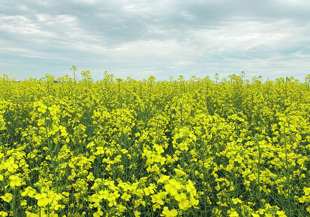A higher-than-expected year-end supply won’t help canola’s price, which is already held back by a generally improved spring moisture situation.  |  File photo