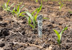 Our increasingly popular, increasingly expensive federal farm programs have delivered far fewer, far bigger farms and an abundance of cheap ag commodities. But these same farm policies have also squeezed the lifeblood out of our small farms and ranches and nearly every rural community. | Getty Images