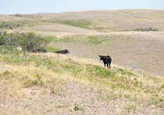 Producers should ideally ensure forage growth is adequate — the three to four leaf stage and 15 centimetres tall — before turning cattle out to pasture so that their nutritional needs will be met.  |  File photo