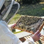 The Canadian Honey Council is attempting to determine why quinclorac is present in honey produced in some parts of the country. | File photo