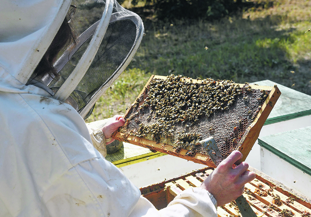 The Canadian Honey Council is attempting to determine why quinclorac is present in honey produced in some parts of the country.  |  File photo