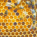 Ontario beekeepers had a difficult winter, where half their hives didn't survive or didn’t have enough bees to become viable colonies. The Prairie provinces did a bit better, with Manitoba and Alberta beekeepers suffering colony losses of 39 per cent and 34 per cent respectively. Saskatchewan apiarist fared significantly better, with only 18 per cent of colonies lost. | File photo