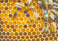Ontario beekeepers had a difficult winter, where half their hives didn't survive or didn’t have enough bees to become viable colonies. The Prairie provinces did a bit better, with Manitoba and Alberta beekeepers suffering colony losses of 39 per cent and 34 per cent respectively. Saskatchewan apiarist fared significantly better, with only 18 per cent of colonies lost. | File photo