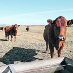 The first thing to ask when an animal is in trouble is whether any treatment could improve the situation. If the answer is no, producers must decide on the best alternatives, including emergency slaughter. | File photo