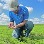 Checking node development on a lentil crop southwest of Moose Jaw, Sask. in 2022. Early signs are that moisture conditions this year may favour better yields but demand more disease management. | File photo