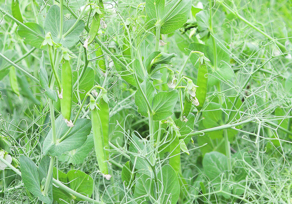 Peas need regular scouting as they don’t compete well with weeds and the window for spraying herbicides is limited. | File photo