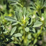 Fenugreek is a legume with many uses such as a vegetable, a herb, a spice, or a flavouring. It has applications in animal feed, medicinal and health food ingredients as well as the mining industry. | SaskPulse photo