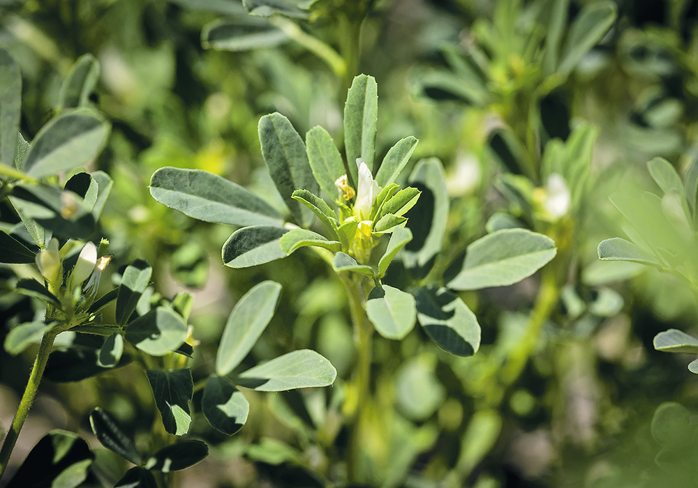 Fenugreek is a legume with many uses such as a vegetable, a herb, a spice, or a flavouring. It has applications in animal feed, medicinal and health food ingredients as well as the mining industry. |  SaskPulse photo