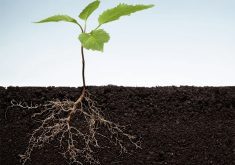 Scientists plan to use gene editing to decrease drought risk and increase carbon sequestration by making plant roots bigger. | Screencap via cquesta.com