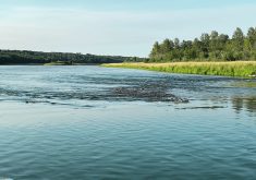 Of the three main factors responsible for nutrient runoff into prairie watersheds, manure was in third place in Manitoba and second place in Alberta and Saskatchewan.  |  File photo