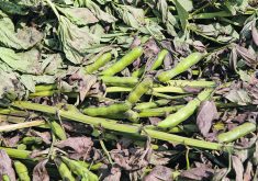 It’s hoped that growth in the protein sector will result in more investment by governments and businesses into plant breeding, agronomy and other areas of research, especially for fababeans.  |  File photo