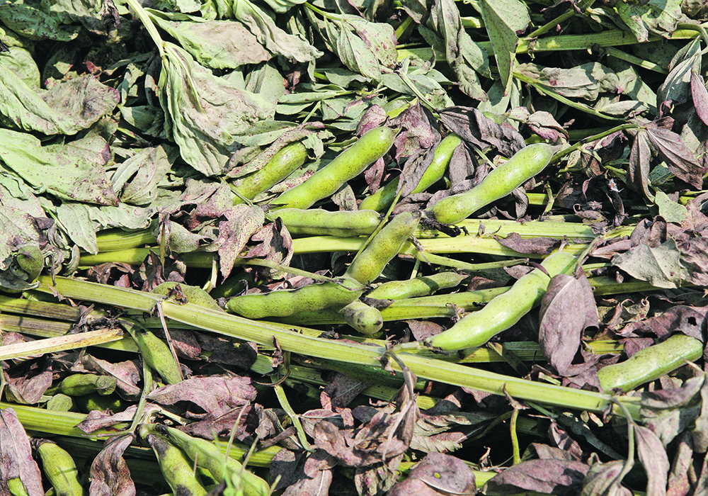 It’s hoped that growth in the protein sector will result in more investment by governments and businesses into plant breeding, agronomy and other areas of research, especially for fababeans.  |  File photo