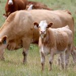 The Data Literacy for Cow-Calf Producers project aims to give farmers and ranchers the chance to discuss best practices and learn from experts and peers about how to use data to make better business decisions. | File photo