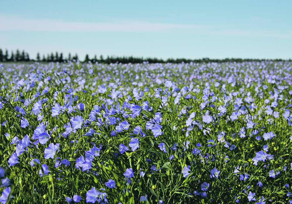 Flax acreage is expected to be up in Russia, although there are no official numbers yet, said Sergey Pluzhnikov, head of the pulses desk with DM Agro Trade and founder of Russian Pulses Analytics. | File photo