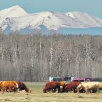 Cattle are turned out on pasture near Priddis west of Calgary in mid-May. Recent precipitation in the area has improved field and pasture outlooks and helped reduce wildfire risk. | Wendy Dudley photo