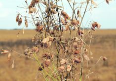 Canada’s pulse industry is taking a go-slow approach when it comes to gene editing and may not release gene-edited varieties in Western Canada until there’s more certainty around market risk.  |  File photo