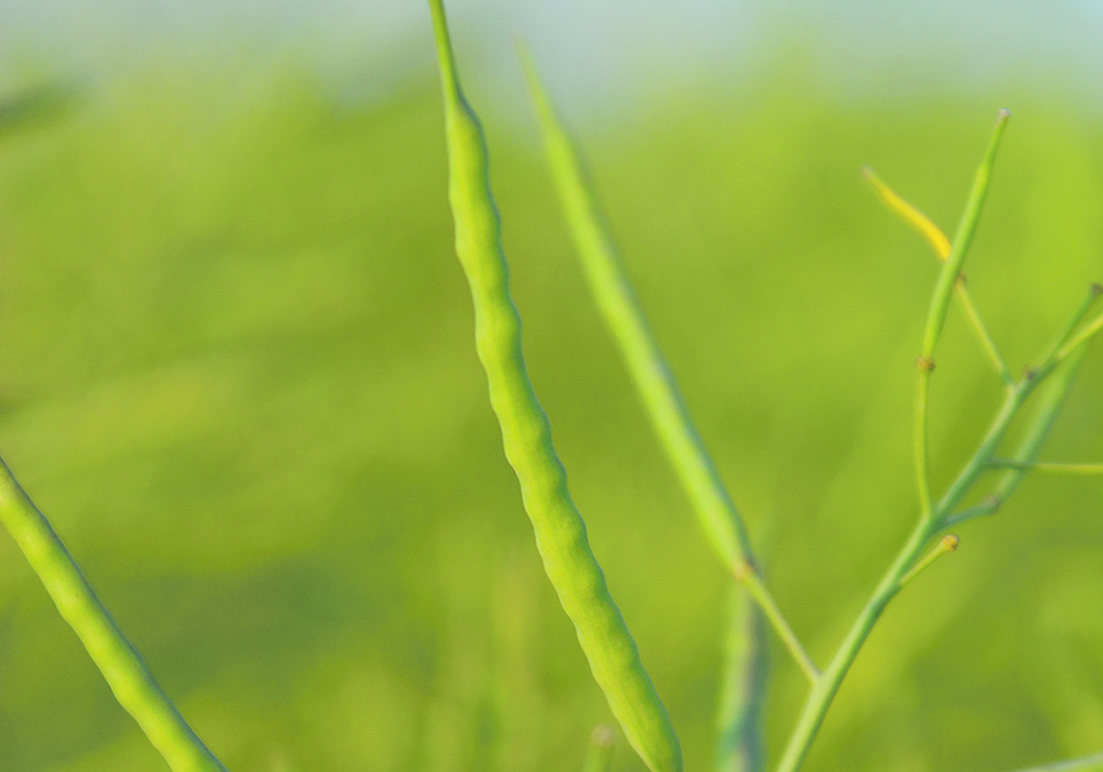Field testing of a new high-protein canola hybrid shows that it still has desirable traits but contains less fibre than other canola hybrids.  |  File photo