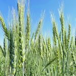 Some market observers believe developing crop varieties that directly benefit consumers, such as gluten-free wheat, will help increase public acceptance of gene editing. | File photo