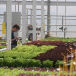 A lettuce breeder for Rijk Zwaan, the world's largest producer of lettuce seed records data as he makes lettuce variety selections in the company's research greenhouse in the Netherlands. | John Greig photo