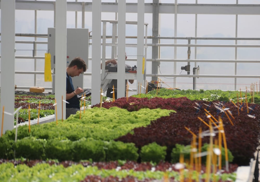 A lettuce breeder for Rijk Zwaan, the world's largest producer of lettuce seed records data as he makes lettuce variety selections in the company's research greenhouse in the Netherlands. |  John Greig photo