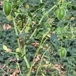 Stat Publishing said reaching the government target would require well-distributed monsoon rainfall, a significant increase in seeded area and possibly above average yields. | File photo