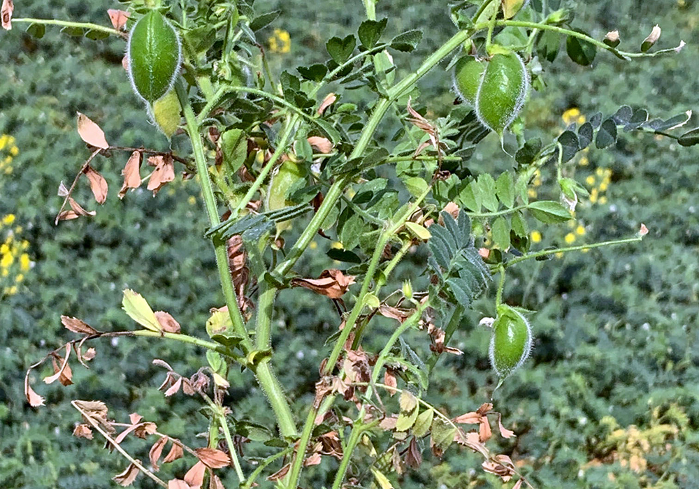 Stat Publishing said reaching the government target would require well-distributed monsoon rainfall, a significant increase in seeded area and possibly above average yields. | File photo