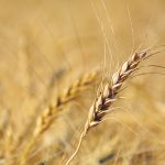 Wheat prices in Chicago gained 33 per cent in the past two months after falling to a four-year low, supported by mounting concerns about lower production. | File photo