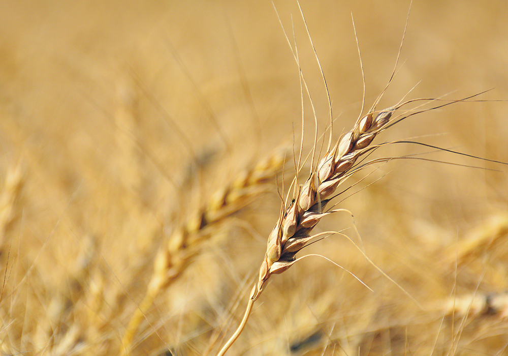 Wheat prices in Chicago gained 33 per cent in the past two months after falling to a four-year low, supported by mounting concerns about lower production.  |  File photo