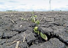 Manitoba Agriculture’s May 21 crop report placed soybean planting at 34 per cent complete. | Manitoba Agriculture photo