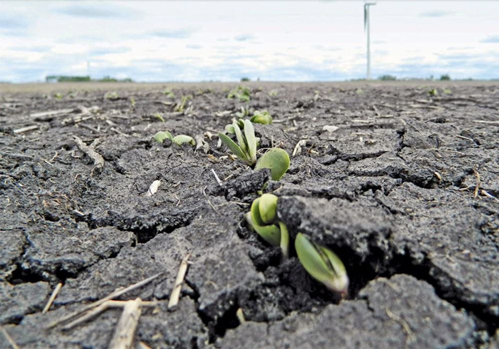 Manitoba Agriculture’s May 21 crop report placed soybean planting at 34 per cent complete. | Manitoba Agriculture photo