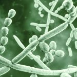Scientists have gained a better understanding in recent years of the micro-organisms that live in soil, but turning that knowledge into solutions has not been easy. | Getty Images
