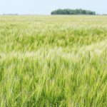 An Australian company is growing gene-edited wheat in a greenhouse this year so that it can produce enough seeds to accommodate 45 field trials next year. | File photo