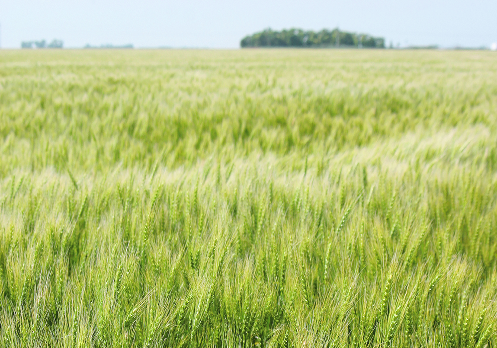 An Australian company is growing gene-edited wheat in a greenhouse this year so that it can produce enough seeds to accommodate 45 field trials next year.  |  File photo