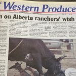 The writer of a front page story wrote that “the next few weeks will be critical for Alberta cattle producers, who desperately need rain,” while Alberta Agriculture forage specialist Mona Lee Kirkland said: “Guys are getting anxious. They need rain soon, and lots of it.” | Bruce Dyck photo