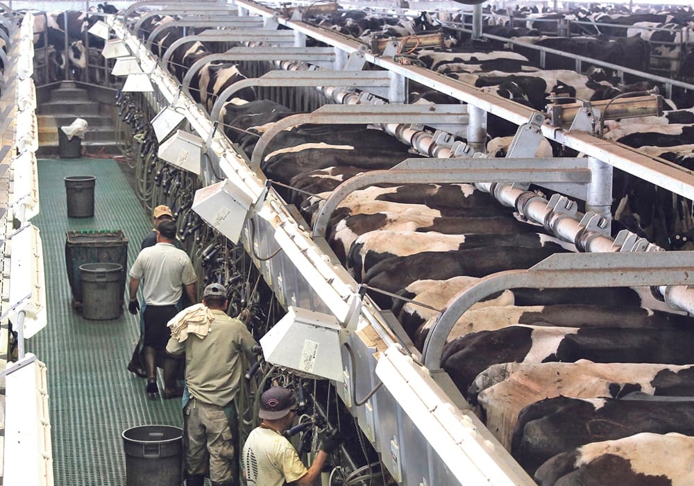 Epidemiologists are concerned the virus could potentially spread and cause serious illnesses as farmers downplay the risk to workers while employees are not widely aware of cases in U.S. cattle. | File photo