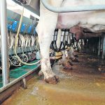 The project will collect manure from dairies with a combined herd size of about 35,000 cows, preventing methane emissions from entering the atmosphere. | File photo