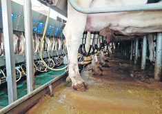 The project will collect manure from dairies with a combined herd size of about 35,000 cows, preventing methane emissions from entering the atmosphere. | File photo