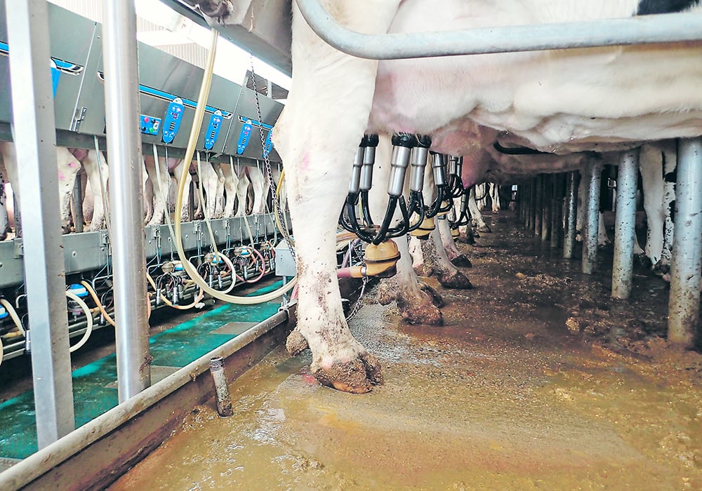 The project will collect manure from dairies with a combined herd size of about 35,000 cows, preventing methane emissions from entering the atmosphere. | File photo